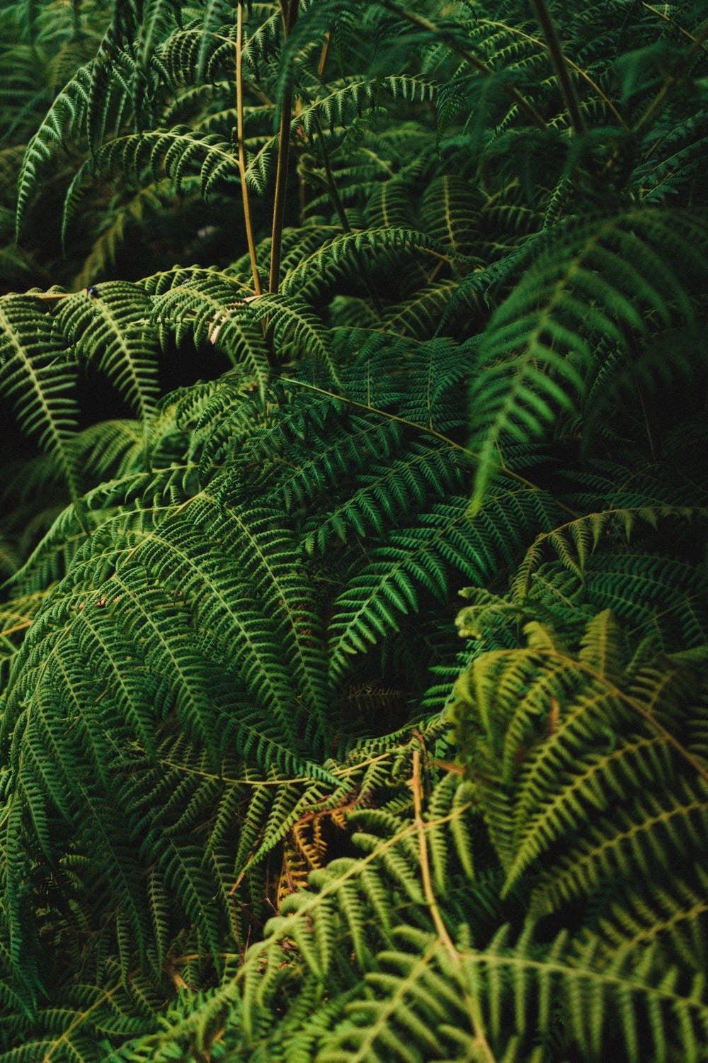 Jungle Beats - Juwelier van Dam